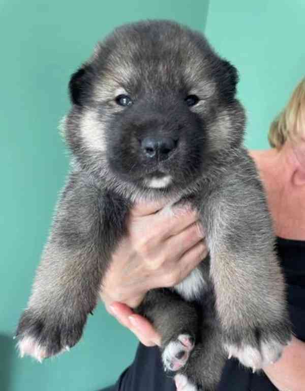Prodám štěňata Japonské Akita Inu - foto 4