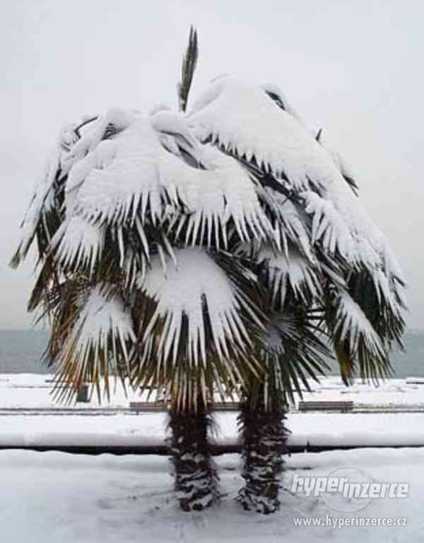 Palma trachycarpus fortunei  - naklíčená semena - foto 1