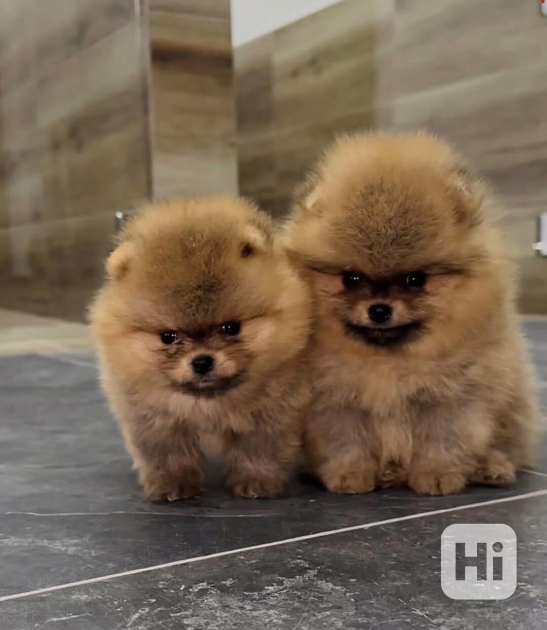 Štěňata pomeranského ovčáka - foto 1