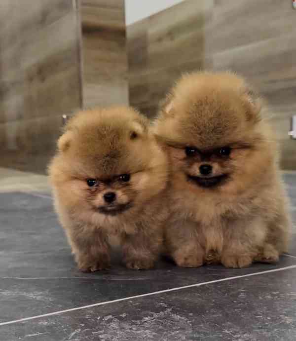 Štěňata pomeranského ovčáka