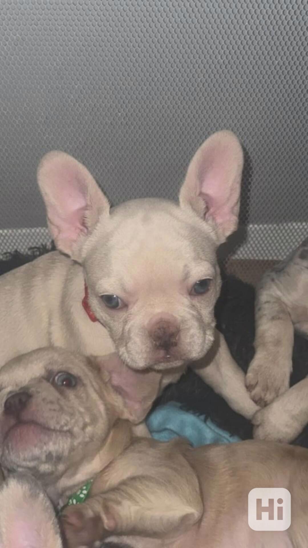 Francouzský buldoček - foto 1