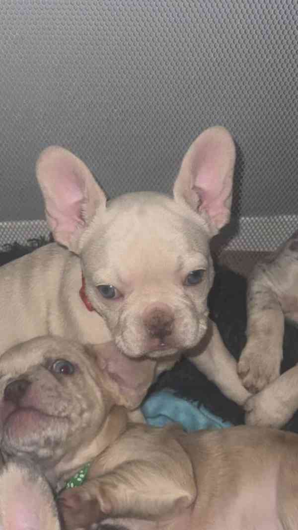 Francouzský buldoček - foto 1