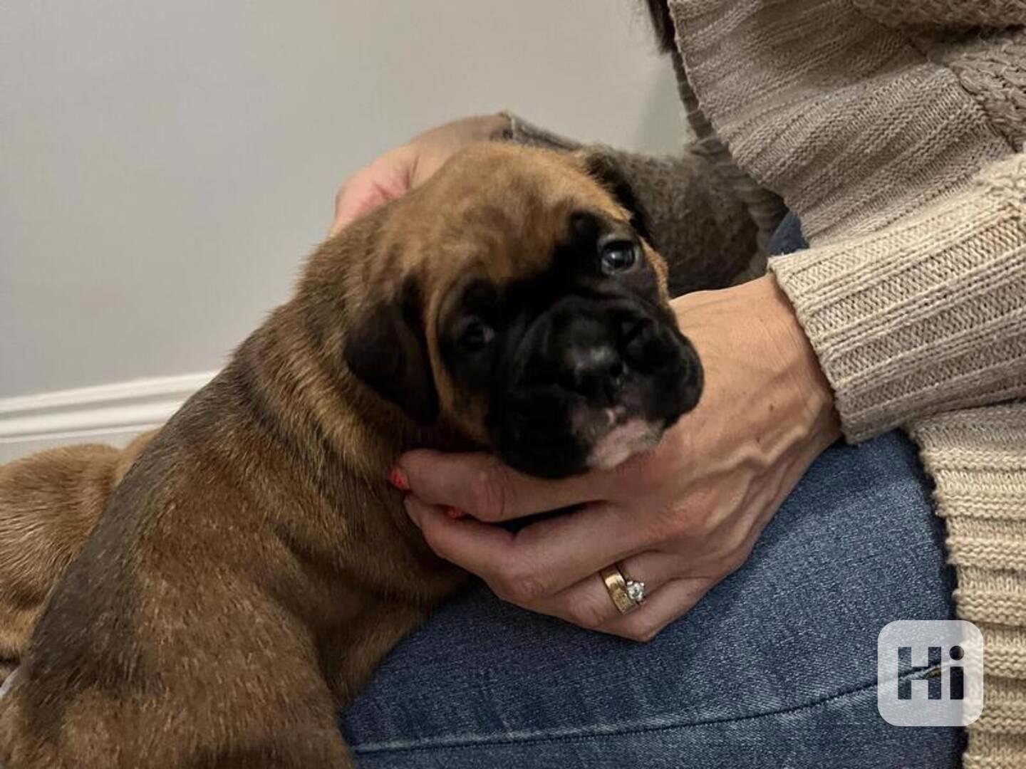 Štěně boxera Makabo de Congo na prodej. - foto 1