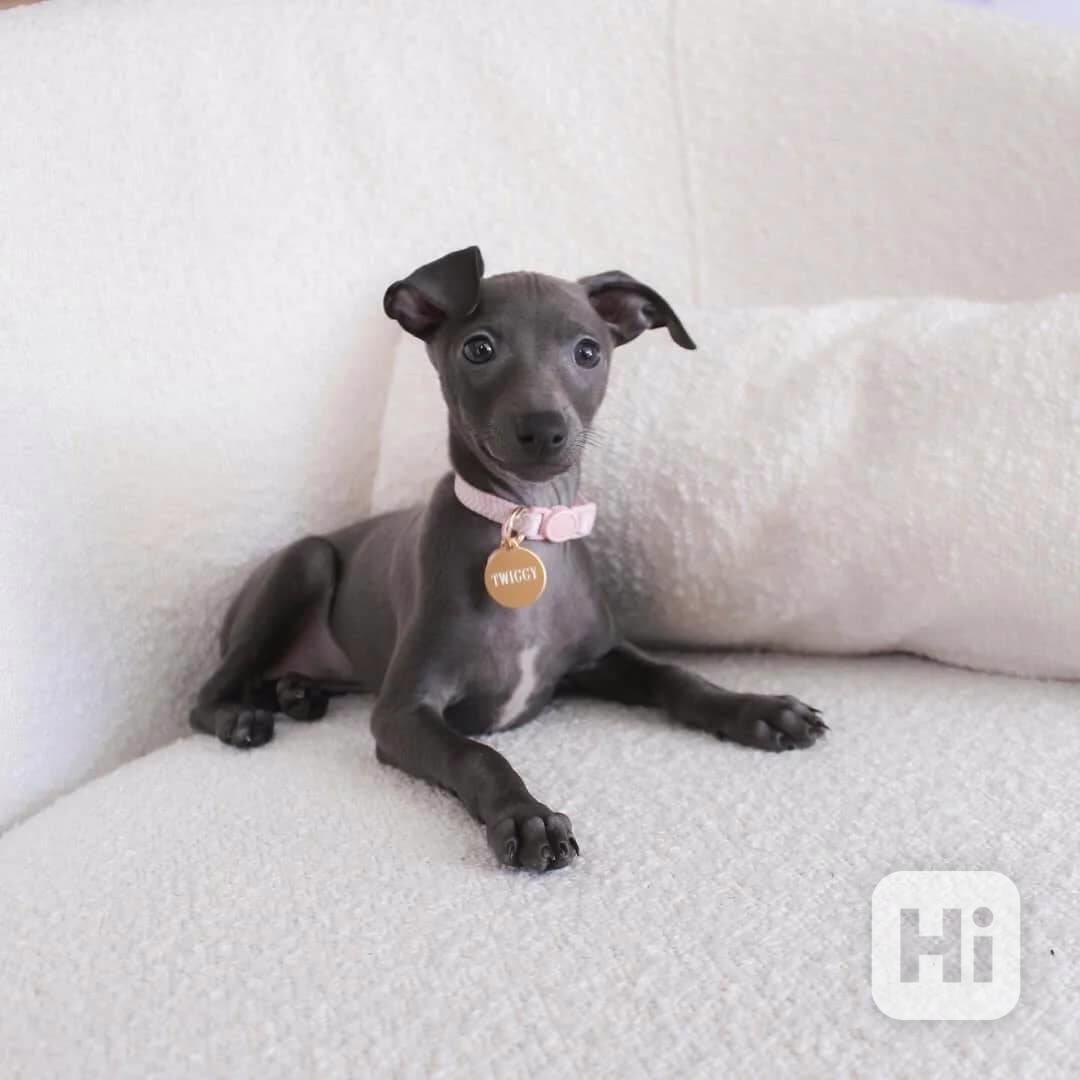 🌫️ Elegantní šedé štěně italského chrta - foto 1