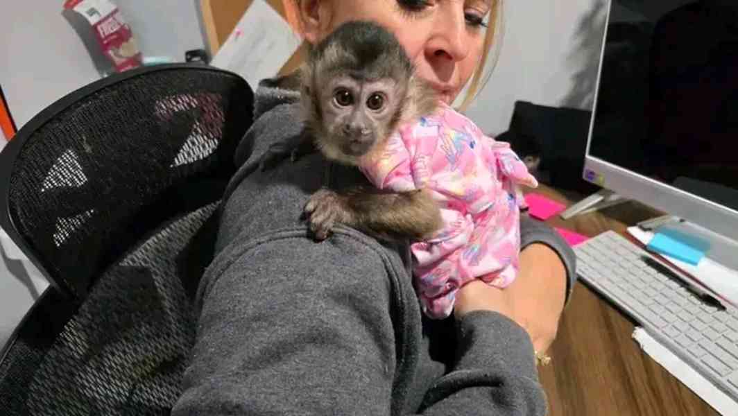  Nádherná rozkošná kapucínská opice k adopci - foto 1