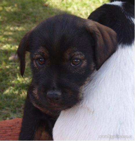 Daruji štěně - foto 1