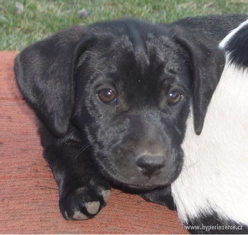 Daruji štěně - foto 2