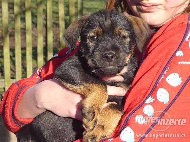 Daruji štěně - foto 3