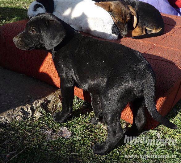 Daruji štěně - foto 4