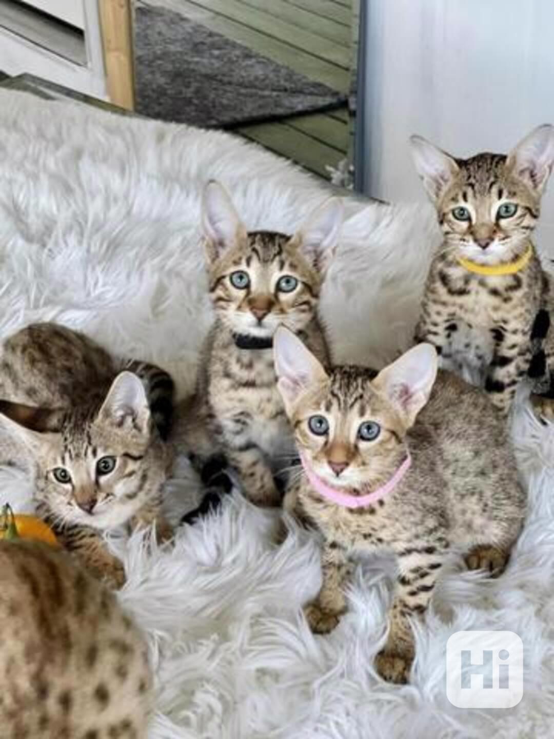 Koťata plemene Savannah a Caracal - foto 1