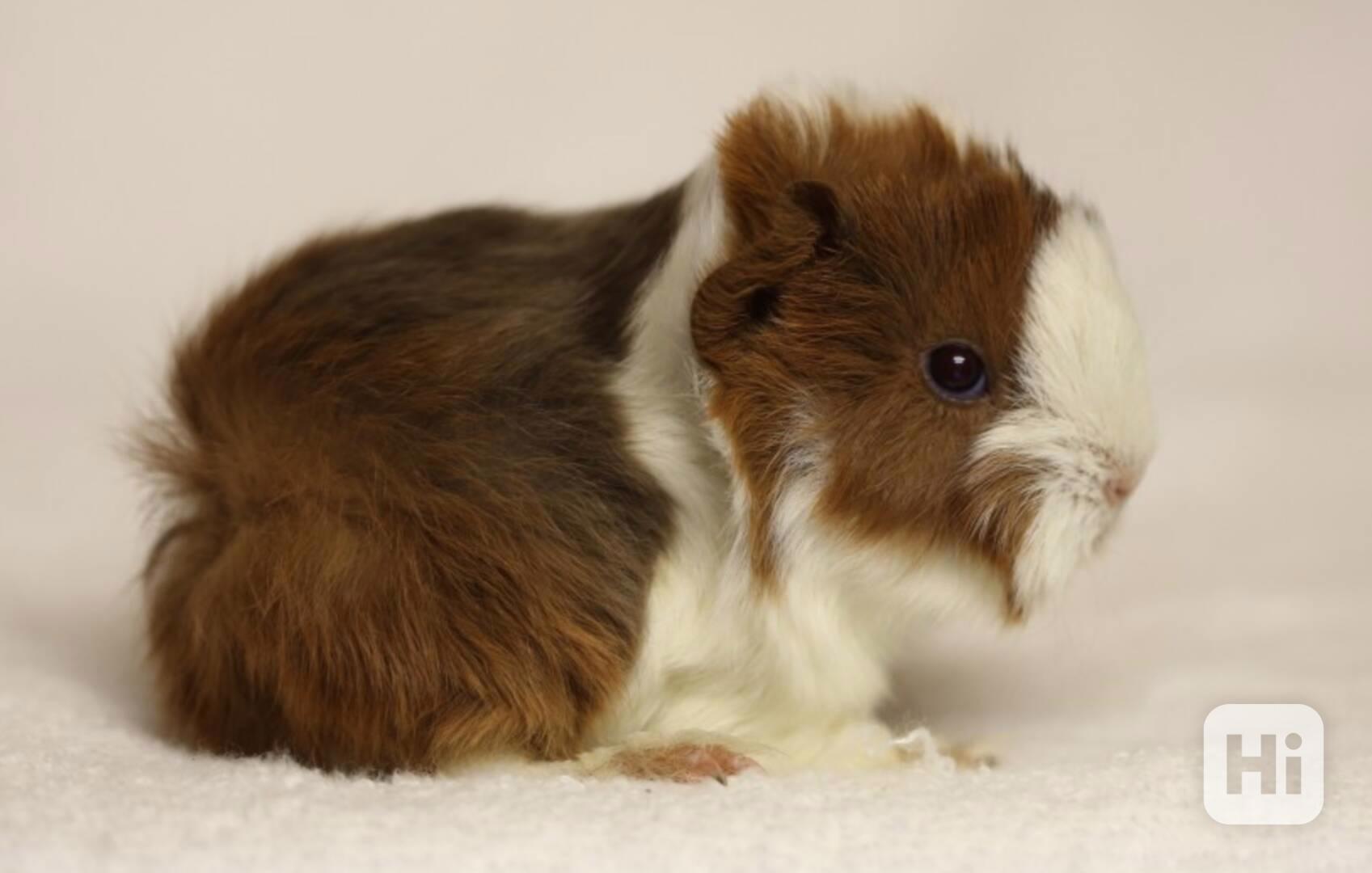 Morče peránec - foto 1