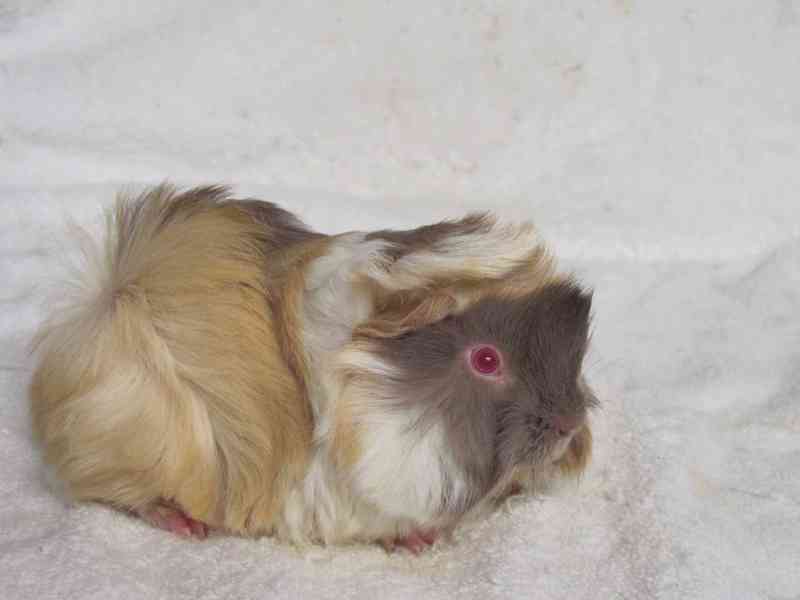 Morče peránec - foto 6