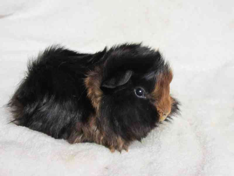 Morče peránec - foto 7