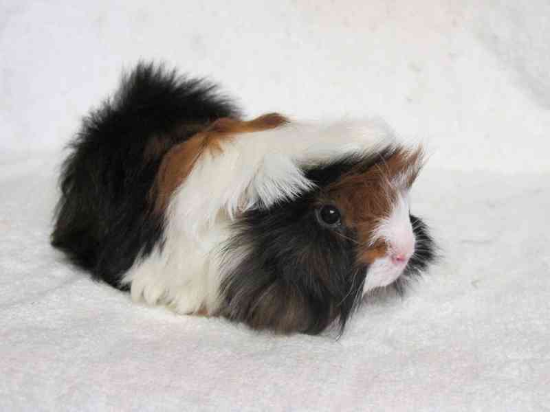 Morče peránec - foto 10