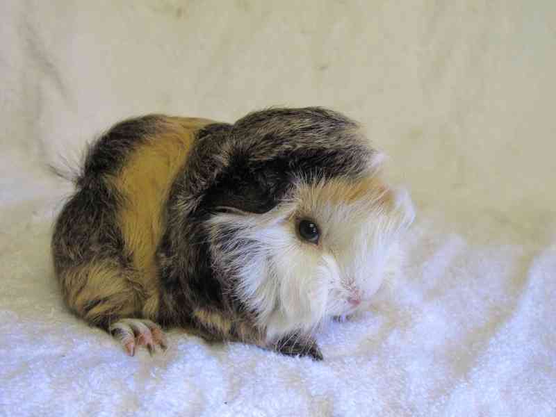 Morče peránec - foto 4