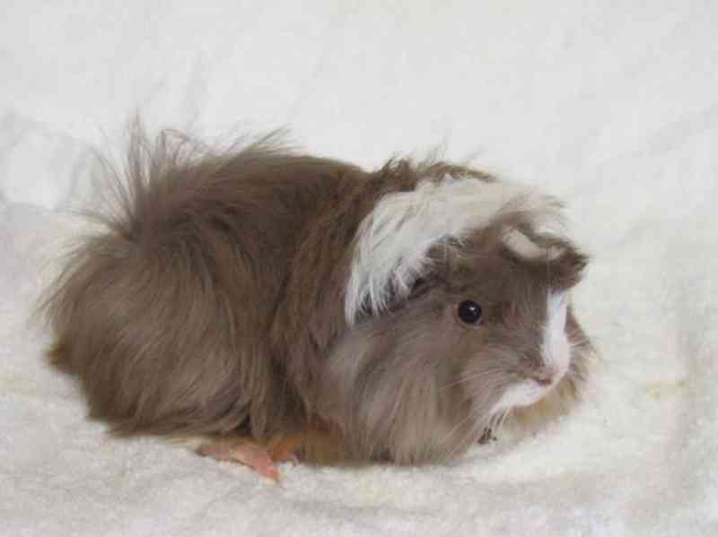 Morče peránec - foto 3