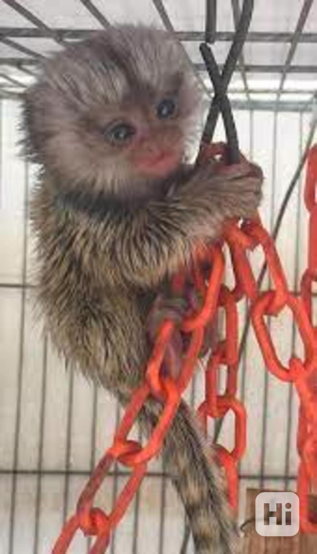 Samci a samice opiček k dispozici zdarma - foto 1