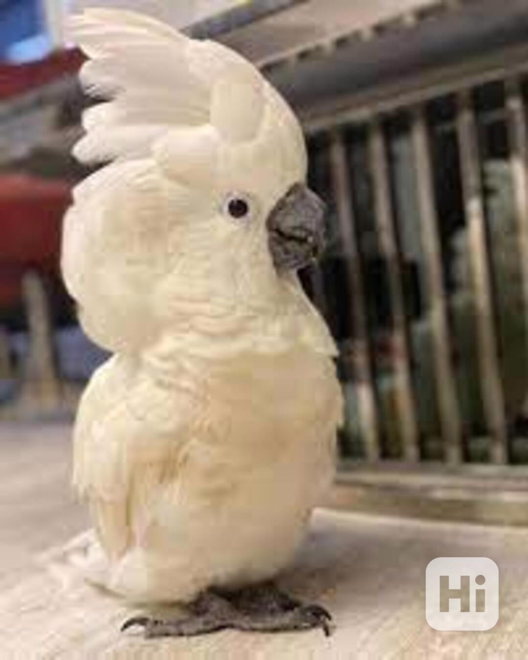 Prodám velmi přátelské papoušky kakadu - foto 1