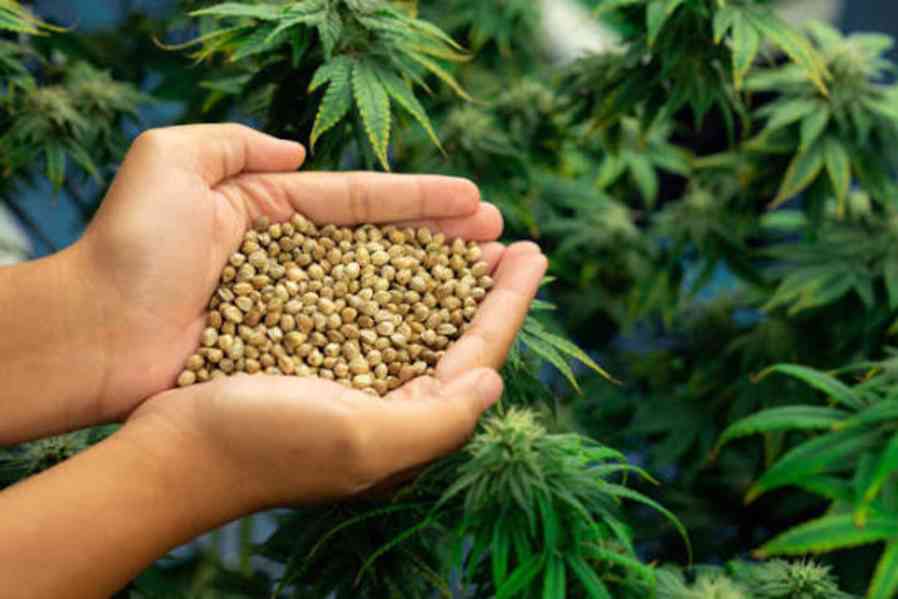 Medical Marijuana plant . WhatsApp: ‪+34 691 11 04 90‬ - foto 3