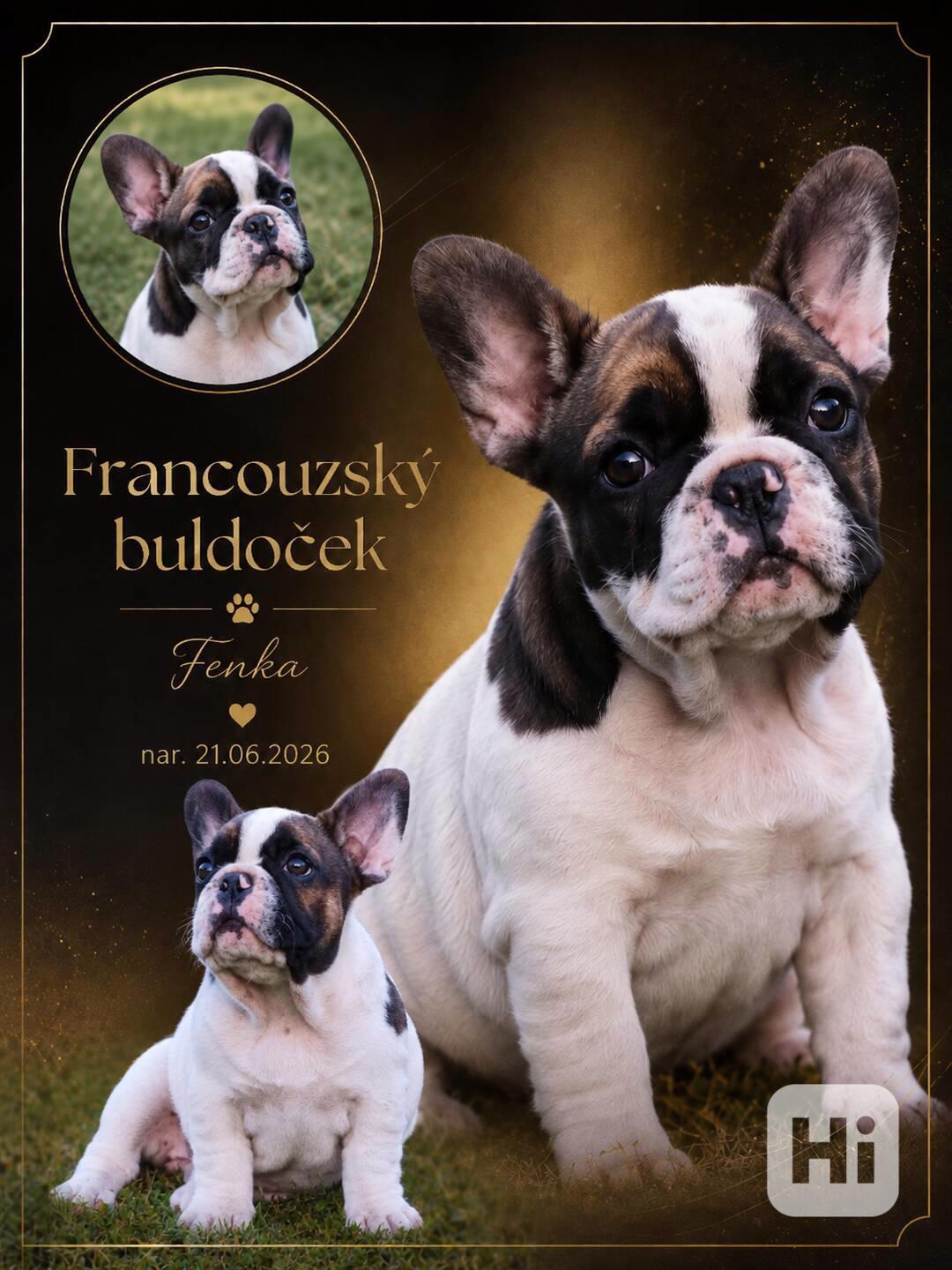 Francouzský buldoček s PP (FCI) - foto 1