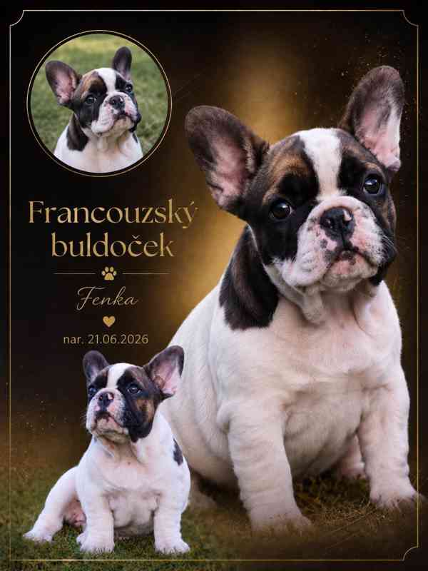 Francouzský buldoček s PP (FCI) - foto 1