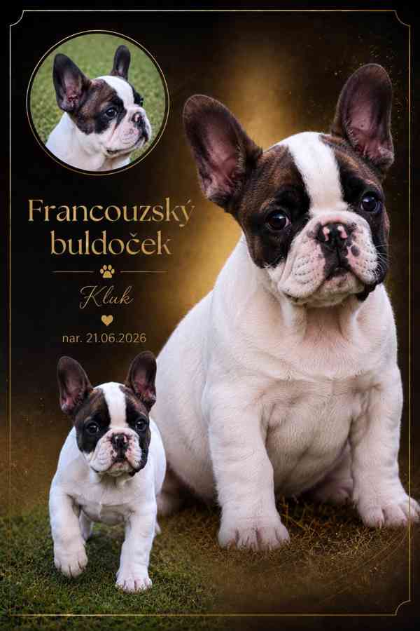 Francouzský buldoček s PP (FCI) - foto 2