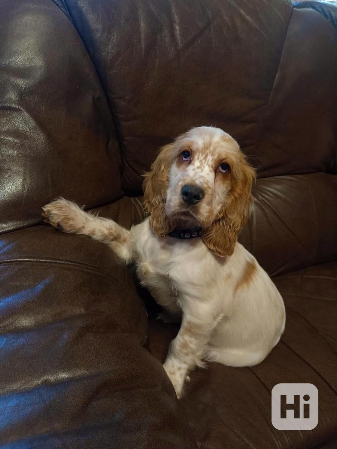 Anglický kokršpaněl barevný pejsek  - foto 1