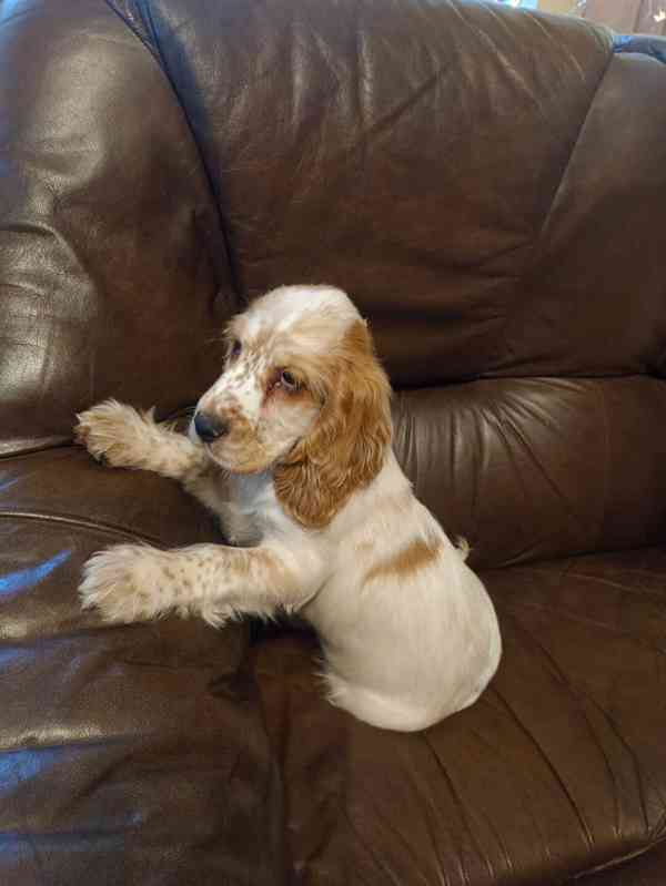 Anglický kokršpaněl barevný pejsek  - foto 8