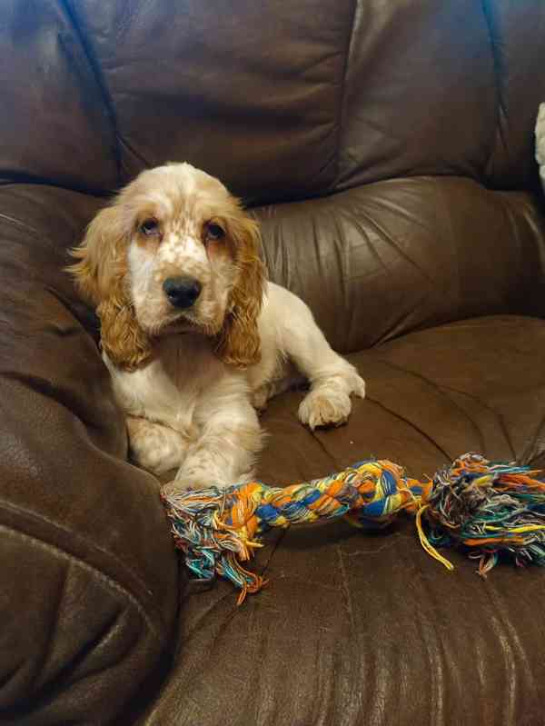 Anglický kokršpaněl barevný pejsek  - foto 2