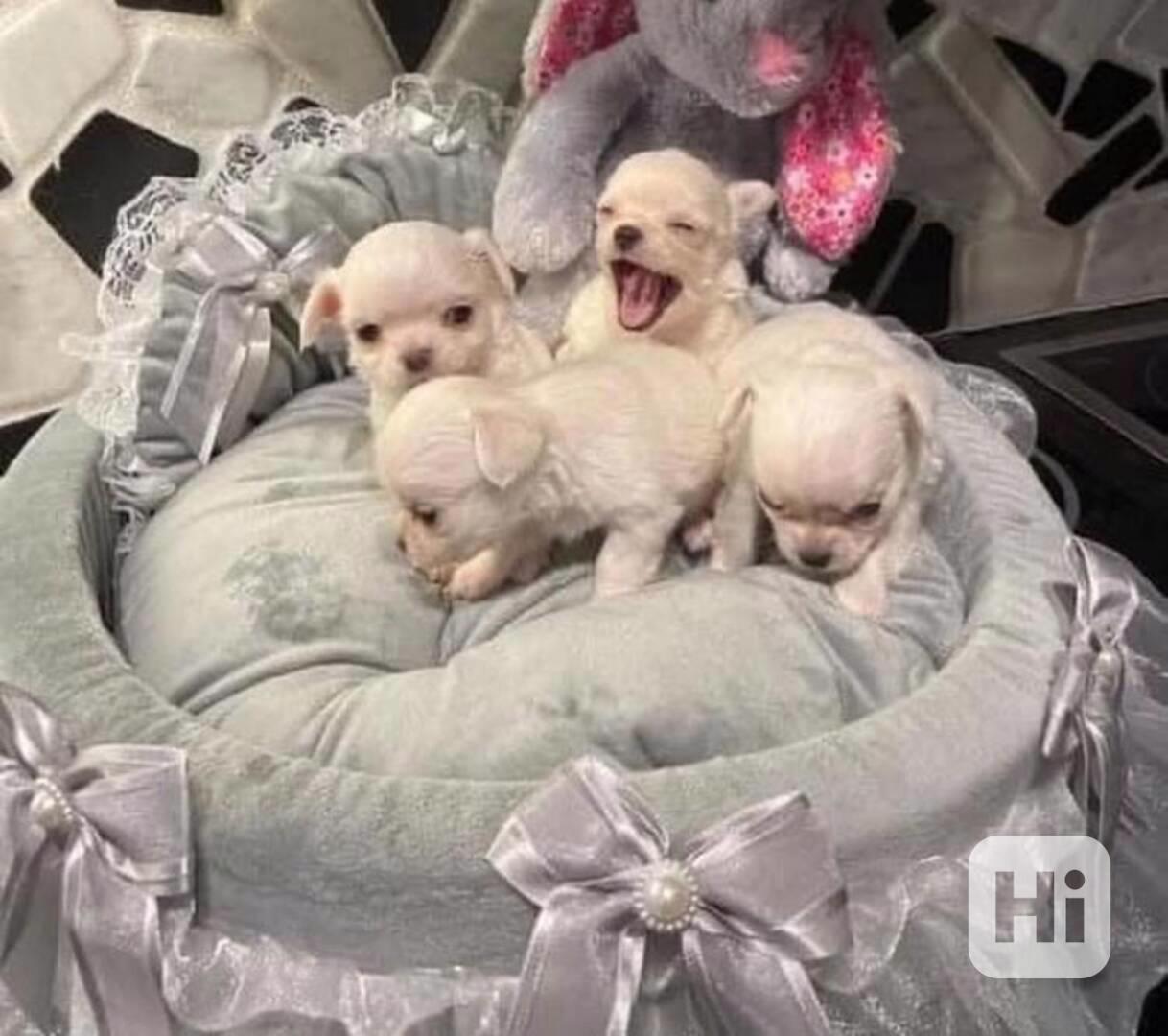 Čivava, krásná štěňátka s PP, - foto 1