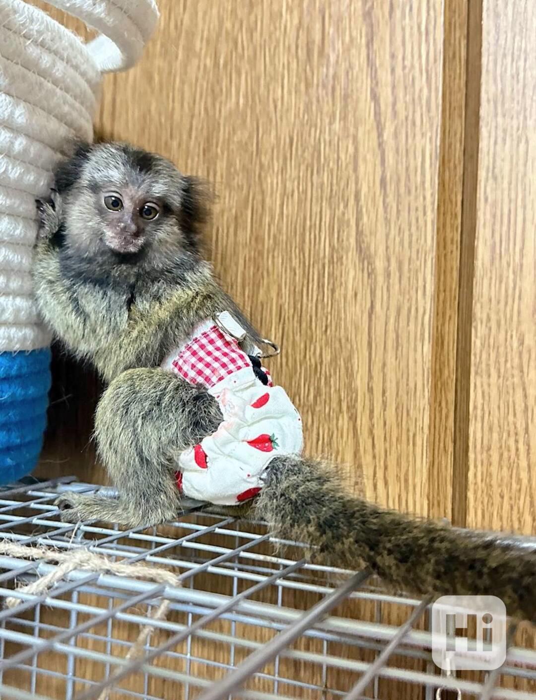 Překvapte své děti prstovými opicemi kosmany - foto 1