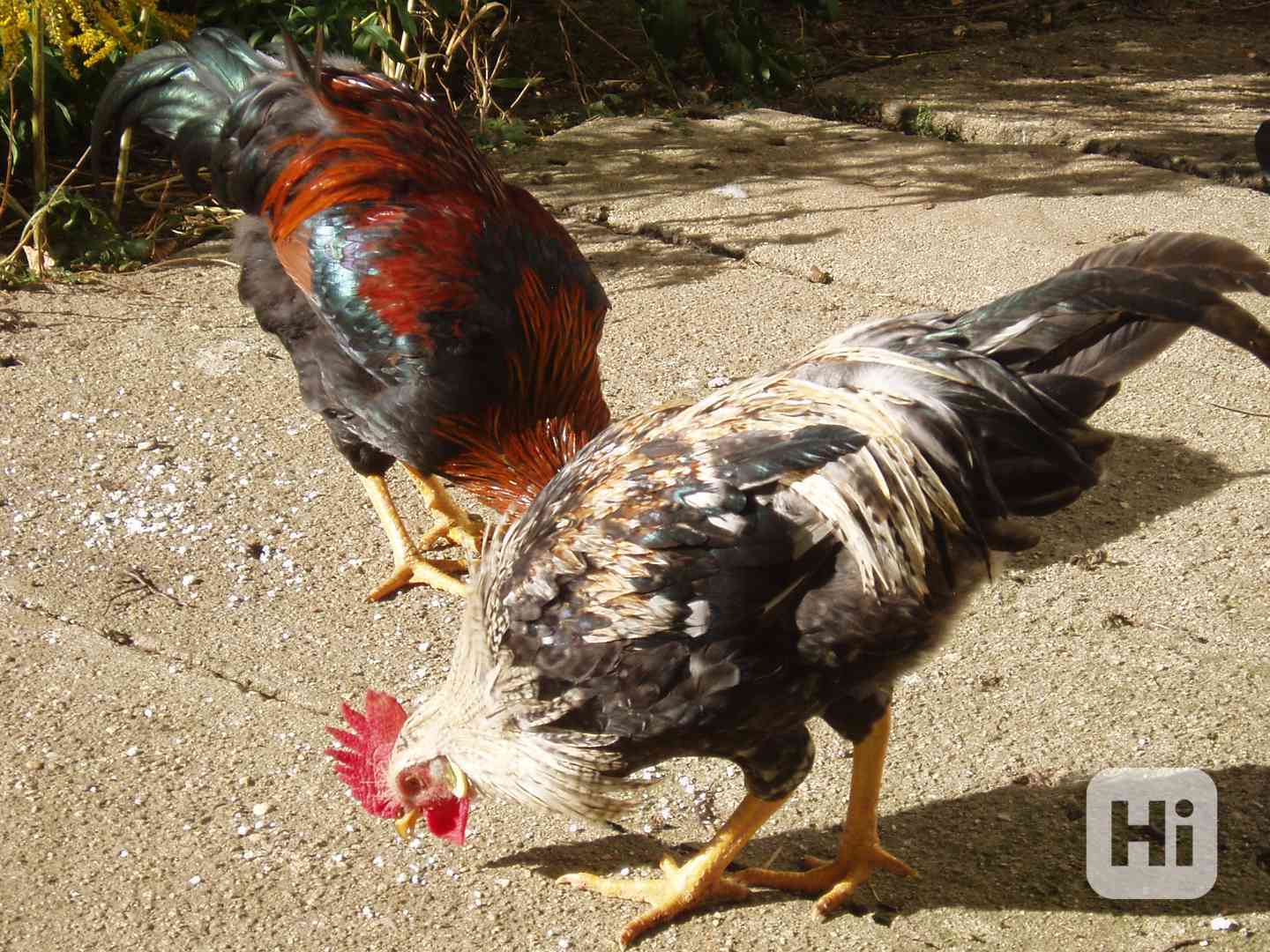 Kohout, kohouti do chovu - foto 1