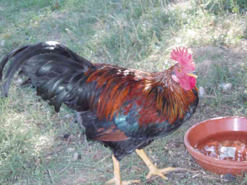 Kohout, kohouti do chovu - foto 14
