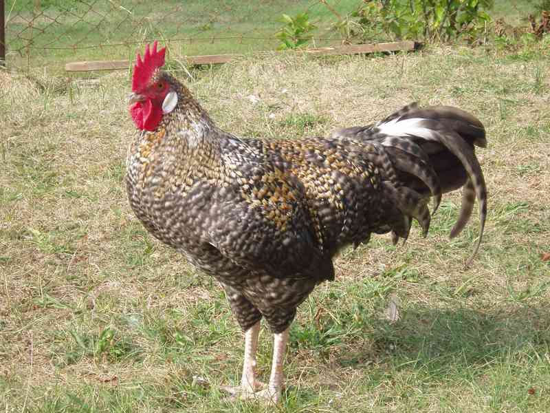 Kohout, kohouti do chovu - foto 17