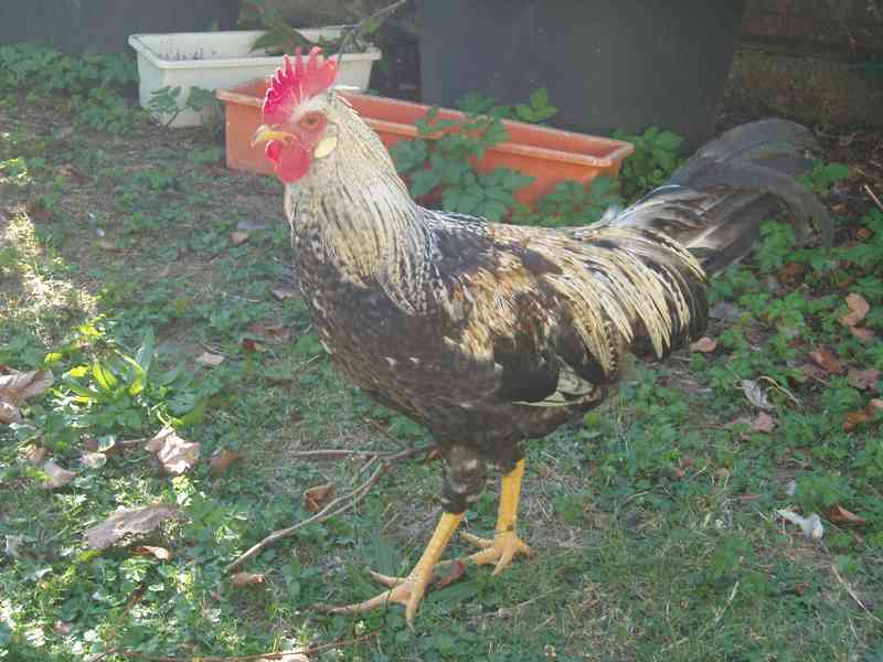 Kohout, kohouti do chovu - foto 8