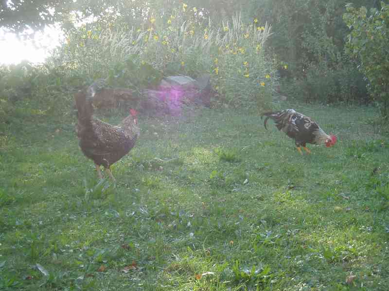 Kohout, kohouti do chovu - foto 4