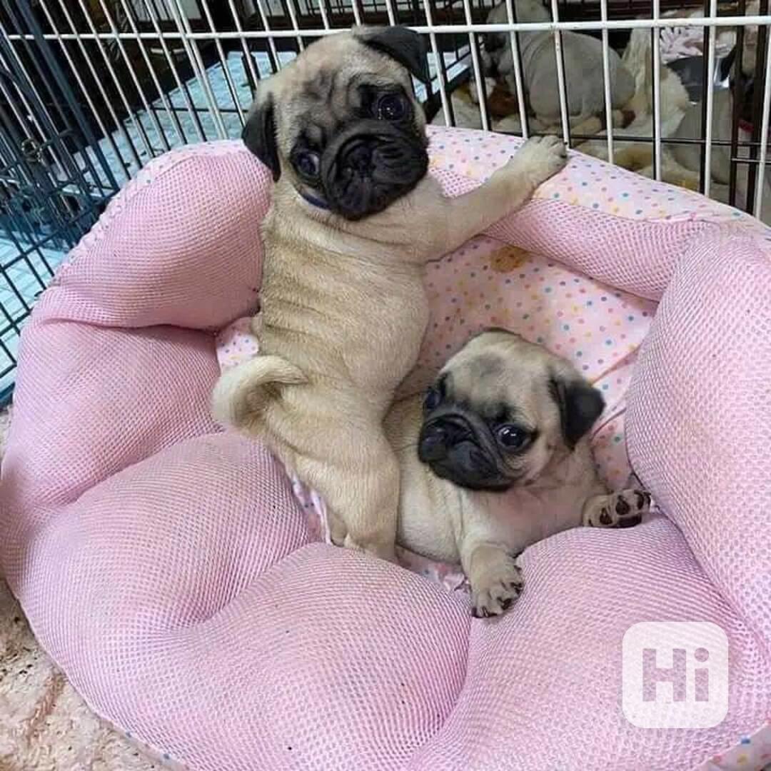 Mops Štěňata s pp - foto 1