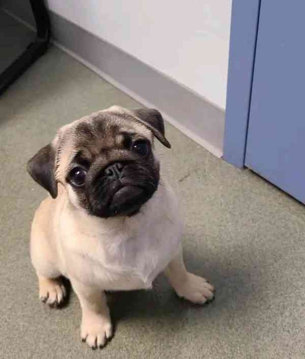 Mops Štěňata s pp - foto 3