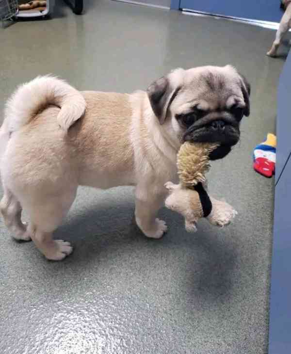 Mops Štěňata s pp - foto 4