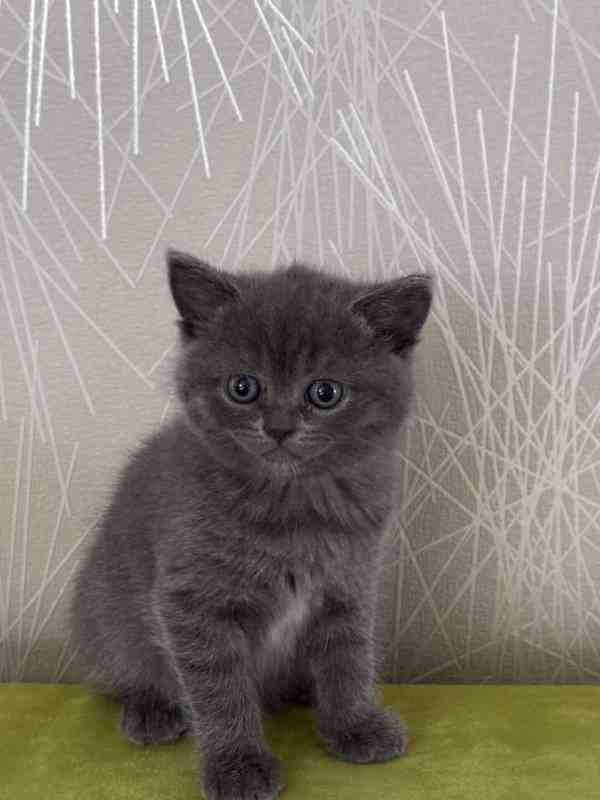 Skotska Klapoucha koťátka. - foto 7
