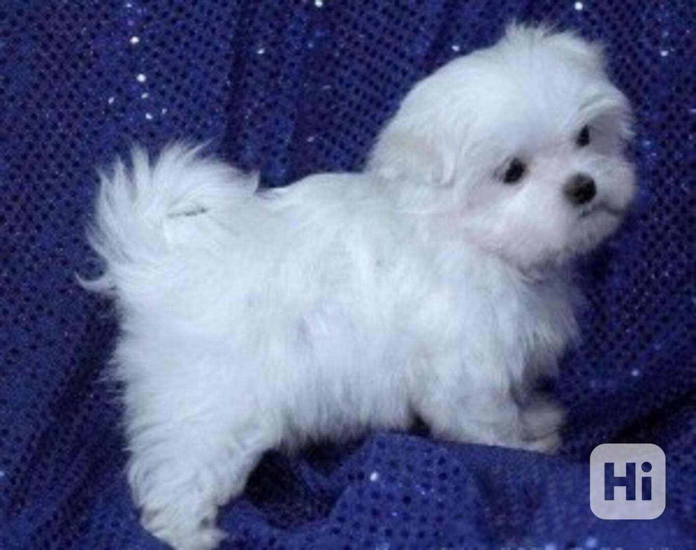 Inteligentní maltézský ovčák Štěňata **ZDARMA** Adopce .ddd4 - foto 1
