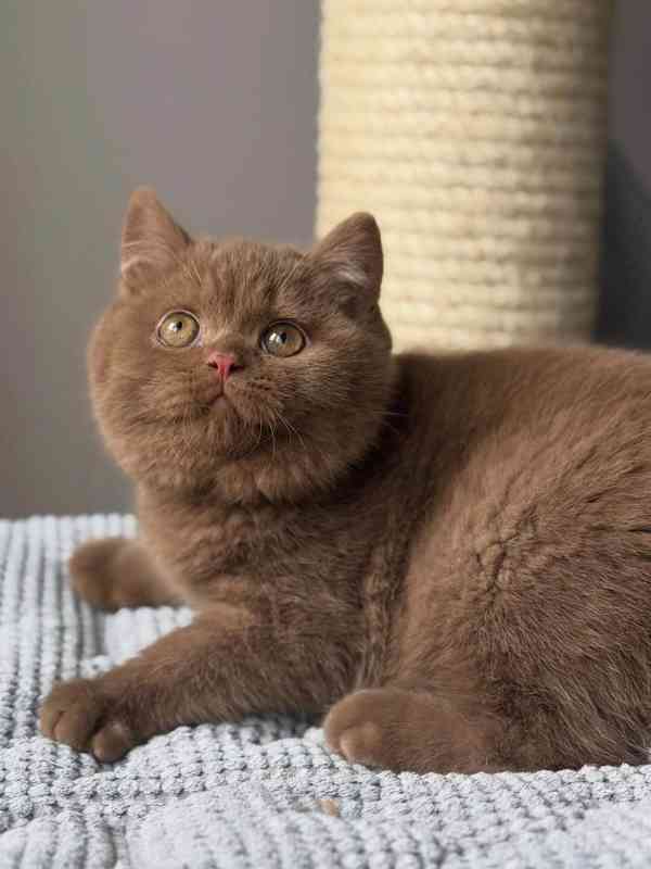 Britské krátké vlasy