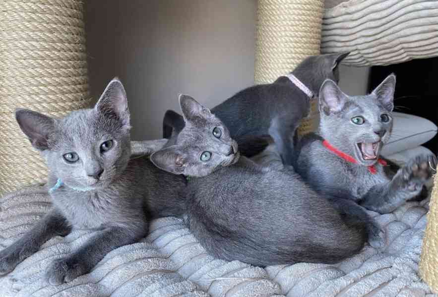 Russian Blue Kittens Available - foto 1