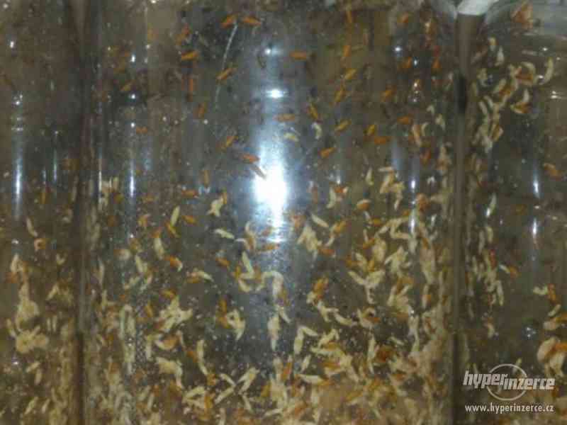 krmný hmyz - OCTOMILKY, akce 4+1 zdarma - foto 4