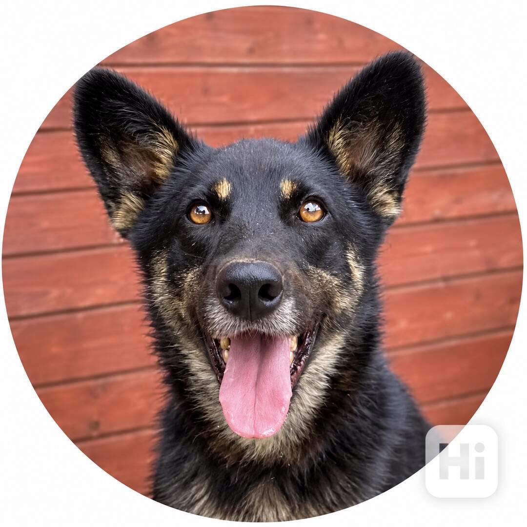 DINGO - kastrovaný psík 5 let  - foto 1