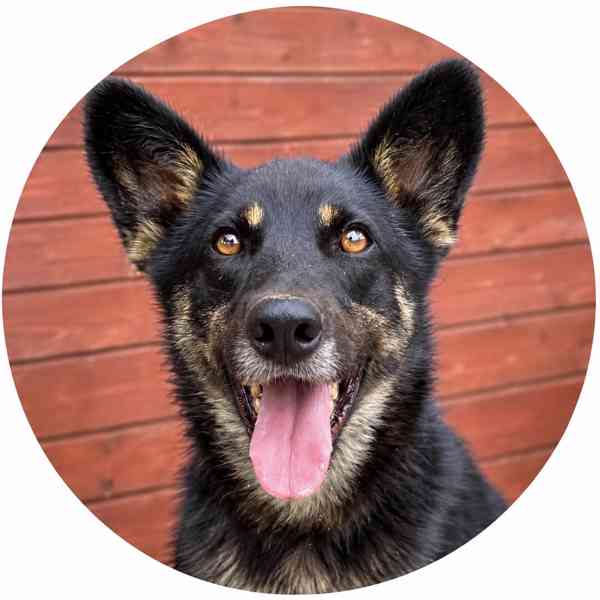 DINGO - kastrovaný psík 5 let  - foto 1