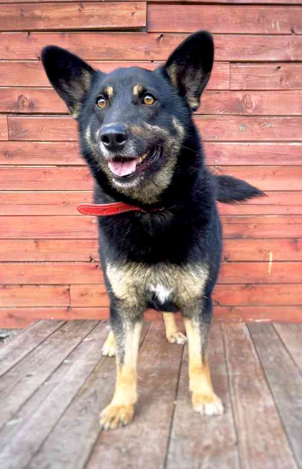 DINGO - kastrovaný psík 5 let  - foto 3