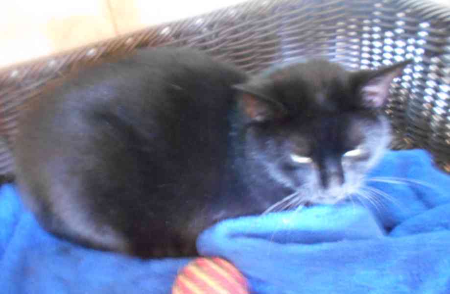 Černá, hodná, klidnější 2,5letá kočička Šmudlinka Micinka - foto 6