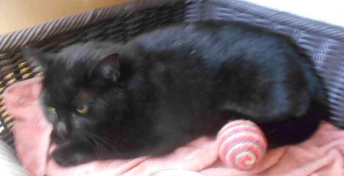 Černá, hodná, klidnější 2,5letá kočička Šmudlinka Micinka - foto 7