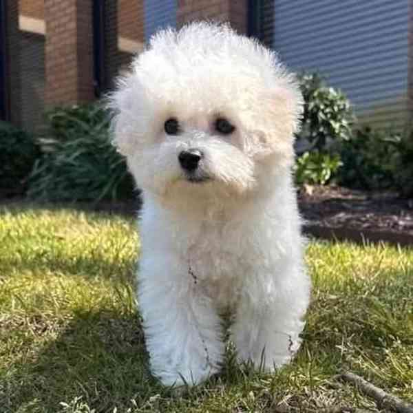 Bišonek s PP - foto 3